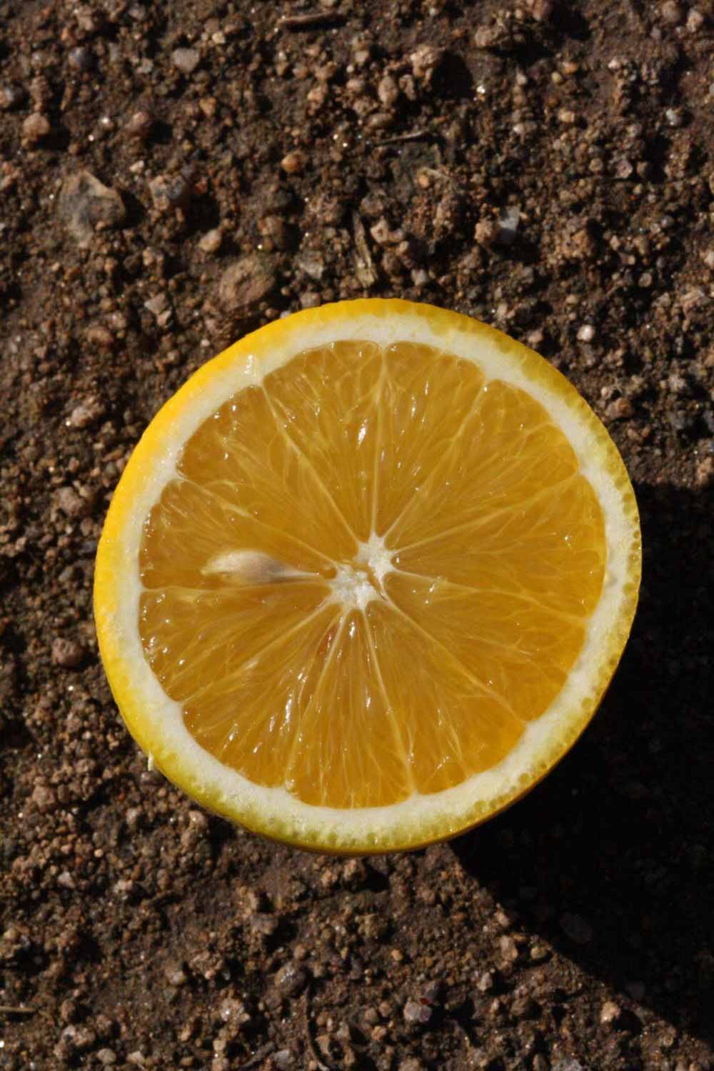              Fruit cross-section (Riverside, CA)       